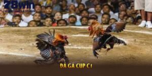 Đá Gà Cup C1